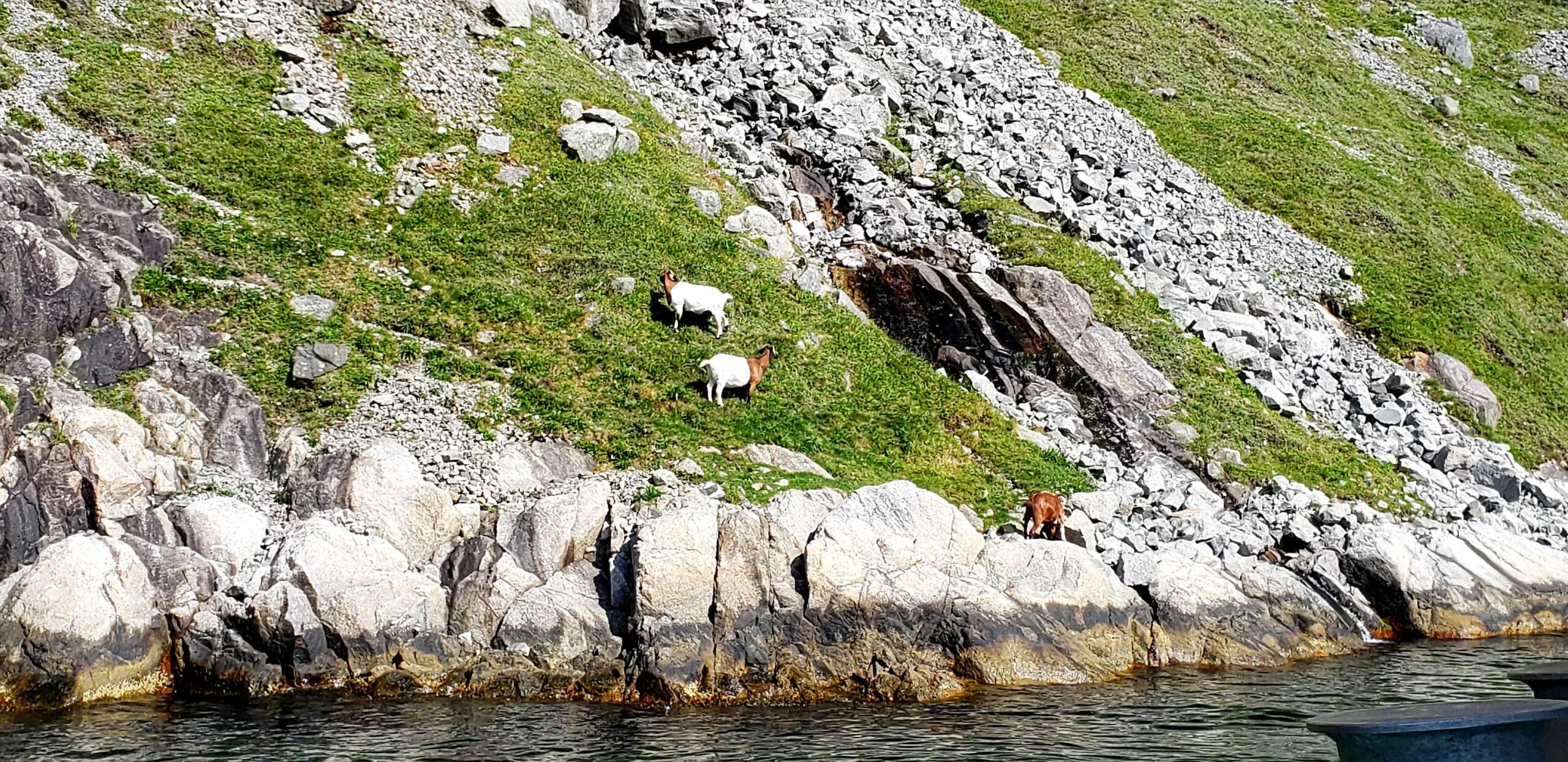 Goats along the fjord
